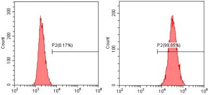 Anti-Human CD90, PE (Clone: 10) 检测试剂 - 结果示例图片